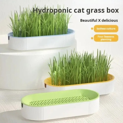 Cat grass box hydroponic - cat,