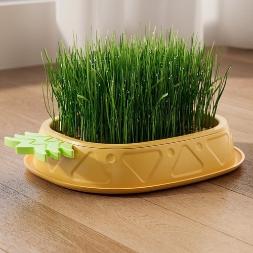 Cat grass planting - grass, plant