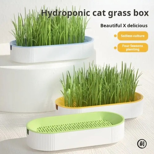Hydroponic cat grass box - cat,