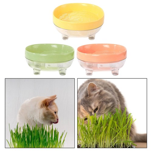 Hydroponic cats grass box - hydroponic,